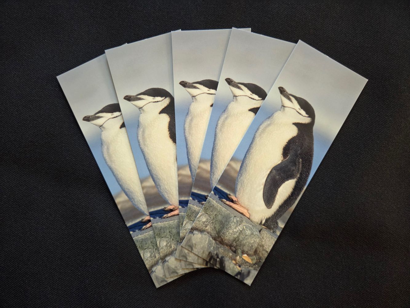 Update from Lauri Novak Photography