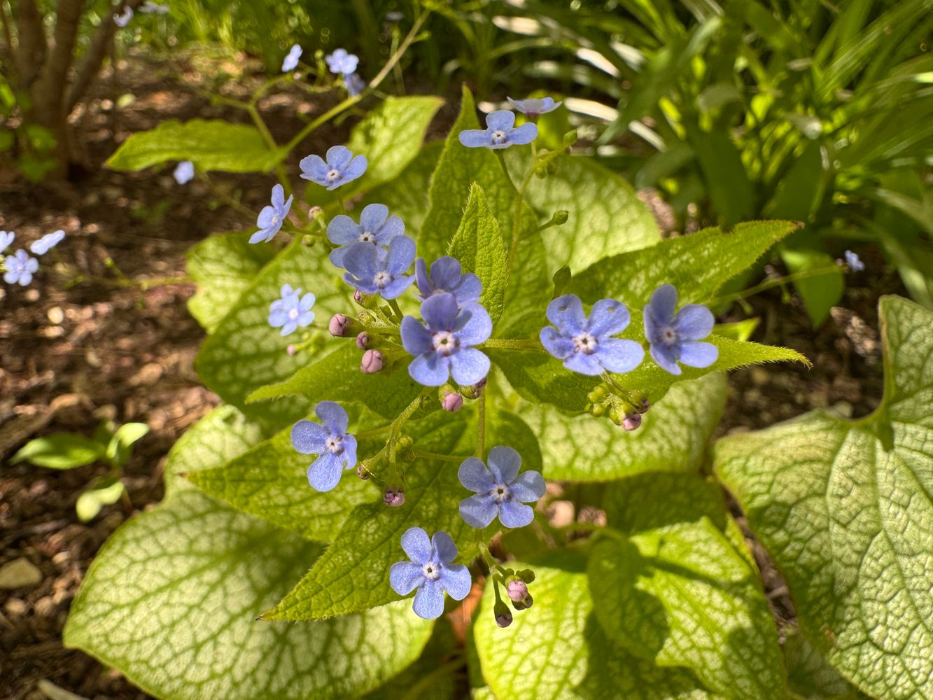 Update from Nature’s HandyWork