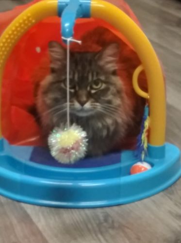 LouLou Beans
