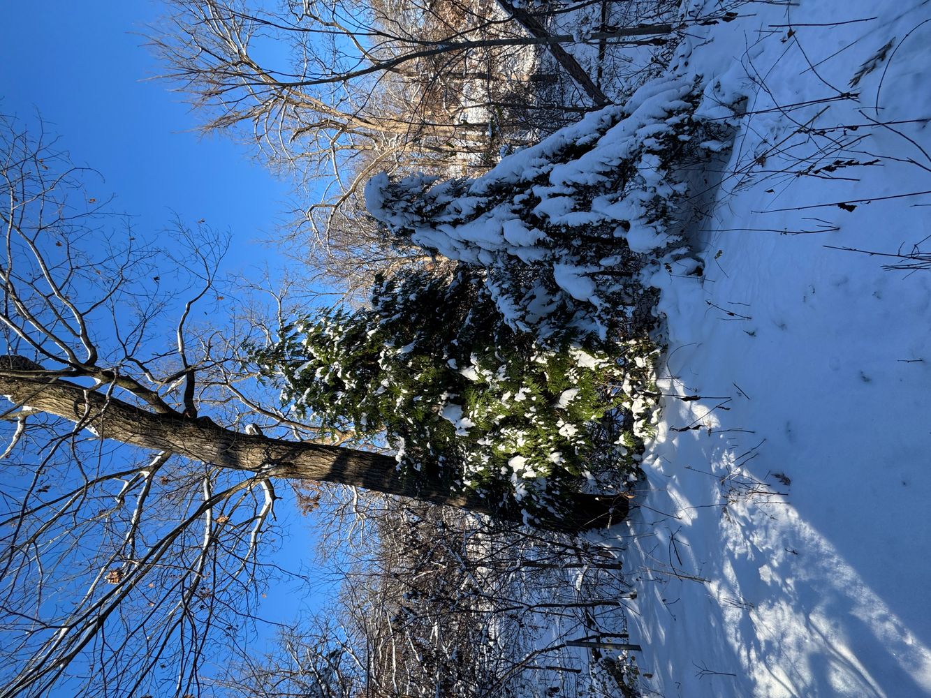 Nature’s HandyWork