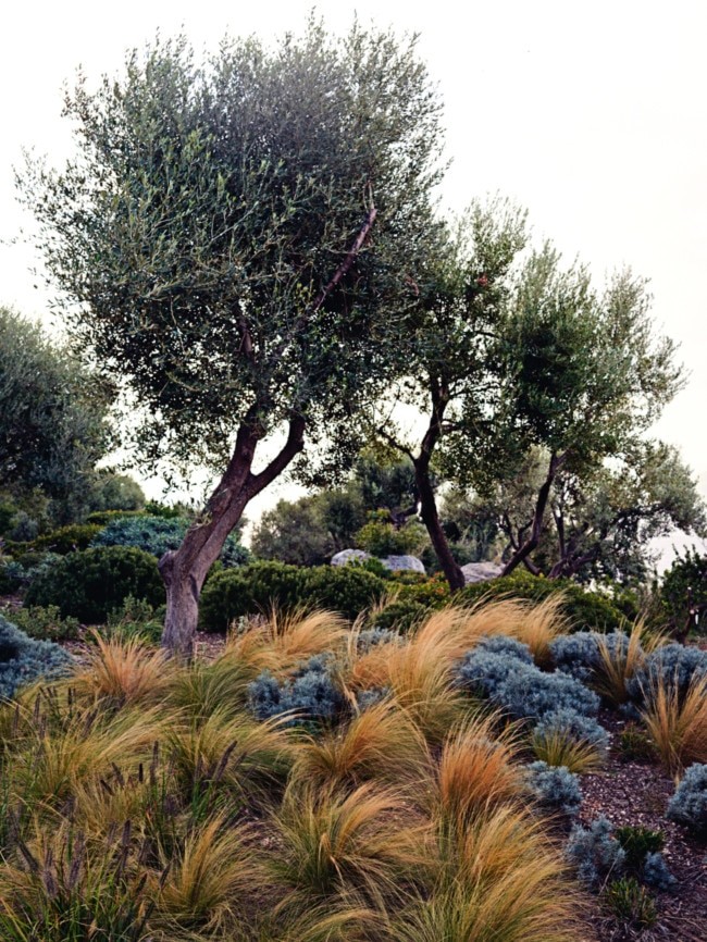 Gardens are loosely landscaped with native grasses and now-flourishing olive trees.
